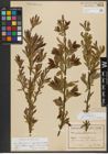 Foto von Salix triandra subsp. amygdalina (L.) Schübl. & G. Martens